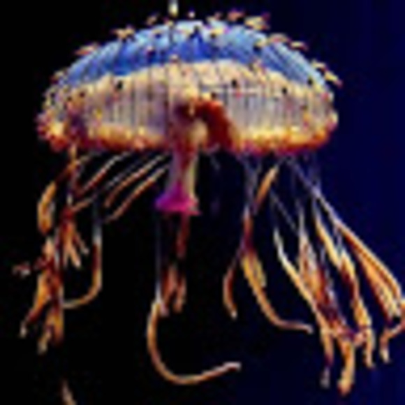 Meet your Posher, Noni - Picture 1 of 1